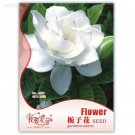 Heirloom White Fragrant Gardenia CapeJasmine Flower, Original Pack, 20 Seeds