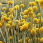 Rare Beautiful Golden Yellow Craspedia Flowers, 10 Seeds