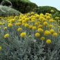 Rare Beautiful Golden Yellow Craspedia Flowers, 10 Seeds
