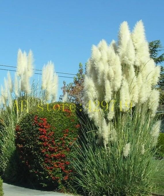 1200 pcs Pampas Grass Seeds Cortaderia selloana flower seeds aquatic plants #5