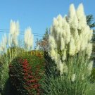 1200 pcs Pampas Grass Seeds Cortaderia selloana flower seeds aquatic plants #5