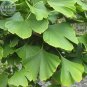 Maidenhair Fossil Tree Gingko Biloba Bonsai Seeds, Professional Pack, 5 Seeds