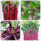 40 Seeds Red Chinese Cabbage Seeds Sauteed Chinese Kale Vegetables Organic Seeds