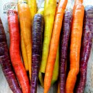 Raibow Carrot Bonsai Vegetable Seeds 50pcs Organic Yellow Red Black Purple Orang