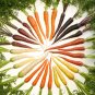 Raibow Carrot Bonsai Vegetable Seeds 50pcs Organic Yellow Red Black Purple Orang