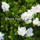 10/BAG Cape Jasmine Seeds,(Gardenia jasminoides) fragrant Exotic Shrub