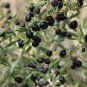 BELLFARM Black Goji Qinghai Heirloom Herbs Seeds, 20 Seeds
