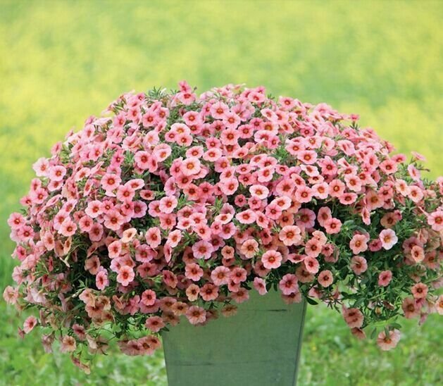 Heirloom Pink Garden Petunia with Red Eye Flower Seeds, 100 Seeds
