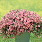 Heirloom Pink Garden Petunia with Red Eye Flower Seeds, 100 Seeds