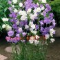 100 PCS Wind chimes Flowers rare FLOWER SEEDS clematis blue color flower seeds