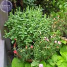 Heirloom 'Bush Fine Leaved' Basil Seeds, 20 Seeds, small, ovate, shiny green