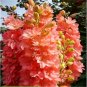 100 pcs Flower seeds Delphinium Seeds beautiful home garden flower plant  #red