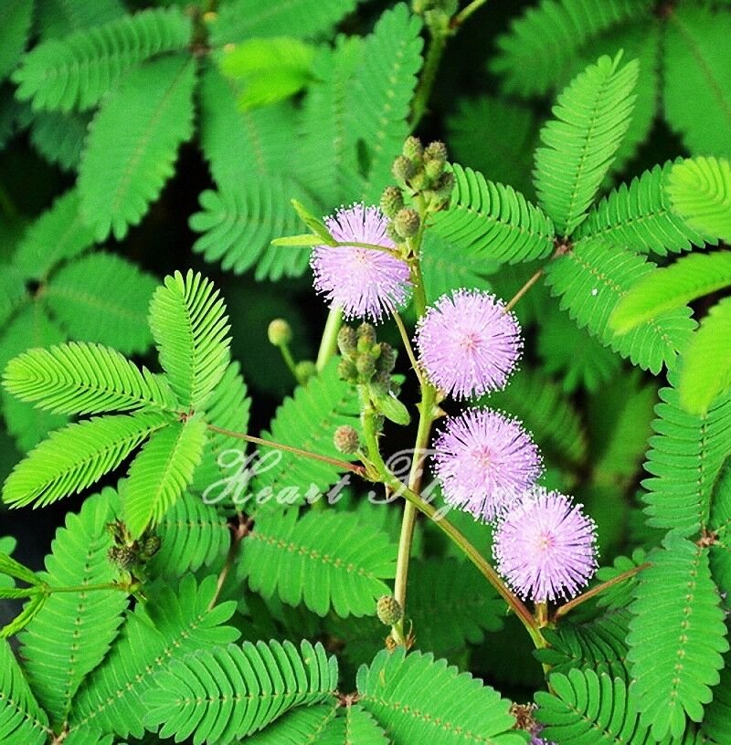 Мимоза стыдливая. Стыдливая Мимоза растение. Mimosa pudica (Мимоза). Mimosa pudica растение.