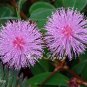 30 pcs mimosa pudica seeds Foliage Mimosa pudica Sensitive Bashful grass