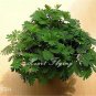 30 pcs mimosa pudica seeds Foliage Mimosa pudica Sensitive Bashful grass