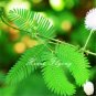 30 pcs mimosa pudica seeds Foliage Mimosa pudica Sensitive Bashful grass