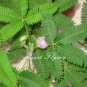 30 pcs mimosa pudica seeds Foliage Mimosa pudica Sensitive Bashful grass