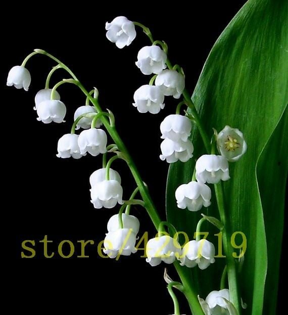 100 pcs bell orchid seeds white flower seeds for honsai very rare hanging flower