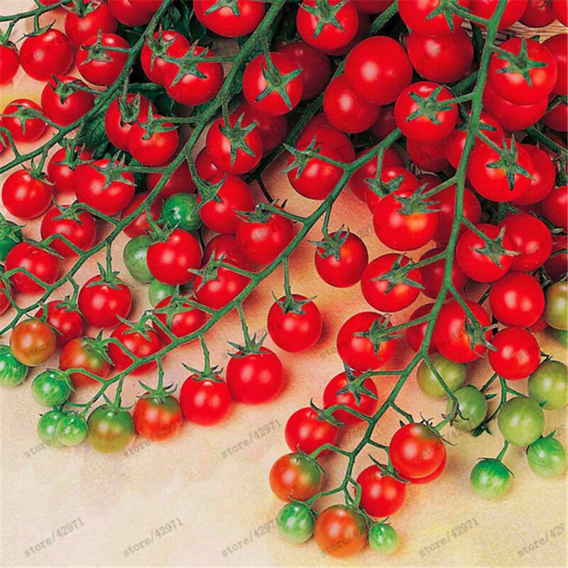 100 pcs/bag cherry tomato seeds organic seeds vegetables tomato tree bonsai