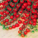 100 pcs/bag cherry tomato seeds organic seeds vegetables tomato tree bonsai