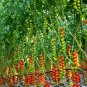 100 pcs/bag cherry tomato seeds organic seeds vegetables tomato tree bonsai