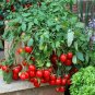 100 pcs/bag cherry tomato seeds organic seeds vegetables tomato tree bonsai
