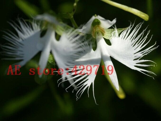 100 rare angle orchid flower seeds Japanese Radiata Seeds For Garden