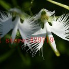100 rare angle orchid flower seeds Japanese Radiata Seeds For Garden