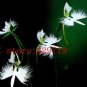 100 rare angle orchid flower seeds Japanese Radiata Seeds For Garden