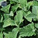 BELLFARM Heirloom Catnip - Plant Catnip Seeds 20 Seeds, perennial herb for cat