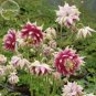 Mixed Garden Columbine Aquilegia Pink Bi-color Black White Purple Flowers, 50 Se