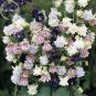 Mixed Garden Columbine Aquilegia Pink Bi-color Black White Purple Flowers, 50 Se