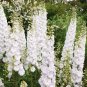 100 pcs Flower seeds Delphinium Seeds beautiful home garden flower plant #white