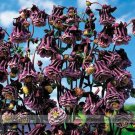 Rare Double Pleat Blackberry Columbine Seeds, Professional Pack, 20 Seeds