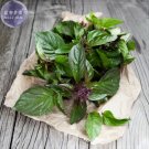BELLFARM Thai Basil Seeds, 20 Seeds, a distinctive and pungent basil cultivar