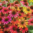 Rare 'Cheyenne Spirit' Mixed Echinacea Coneflower, 100 seedas