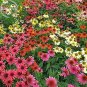 Rare 'Cheyenne Spirit' Mixed Echinacea Coneflower, 100 seedas