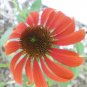 Rare 'Cheyenne Spirit' Mixed Echinacea Coneflower, 100 seedas