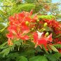 Heirloom Delonix Regia Red Flame Tree, 10 seeds