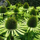 Bonsai Garden Green Echinacea 'Green Jewel' Coneflowers, 200 seeds