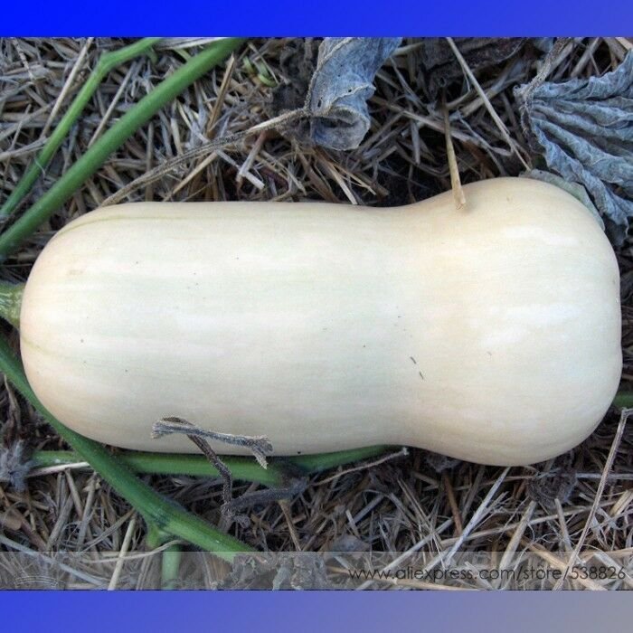 Waltham Butternut White Winter Squash Organic Seeds, Professional Pack, 10 Seeds