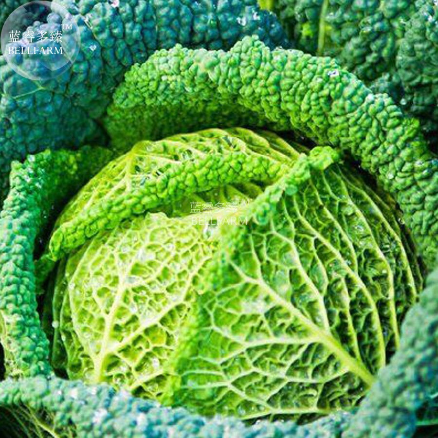 Savoy Cabbage Seeds, 150 seeds, professional pack winter organic green vegetable