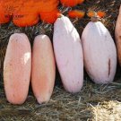 20PCS Pink Banana Jumbo Pumpkin Seeds Flesh Fruits Squash Vegetable Seeds