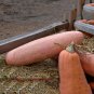 20PCS Pink Banana Jumbo Pumpkin Seeds Flesh Fruits Squash Vegetable Seeds