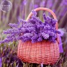 BELLFARM Purple Lavender Bonsai Including 1 pack Vermiculite 50 seeds