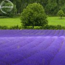 Nature Fresh Beautiful Purple Lavender, 100 Seeds