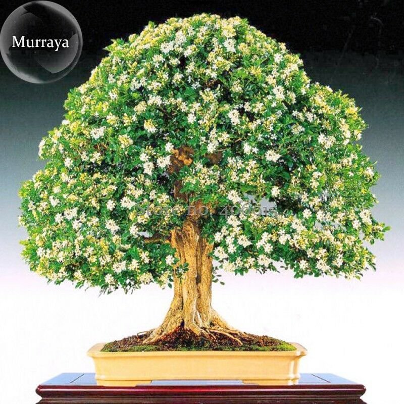 Heirloom Murraya Paniculata Orange Jasmine Seeds, 20 Seeds