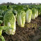 500 seeds CABBAGE Chinese cabbage NO-GMO Vegetable seeds Bok Choy Brassica