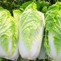 500 seeds CABBAGE Chinese cabbage NO-GMO Vegetable seeds Bok Choy Brassica