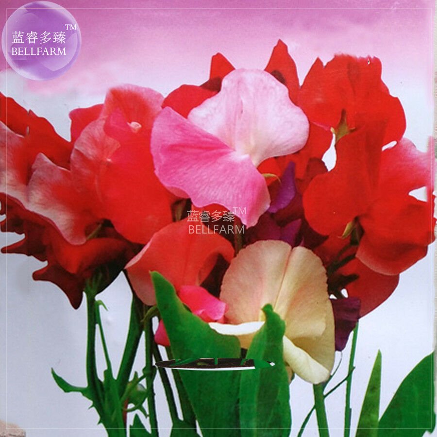 Sweet Pea Mixed Flower Seeds, 10 seeds, fragrant annual herb flowers
